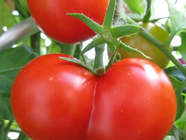 Speeding Up Tomato Plant Growth: 7 Strategies for an Early Harvest