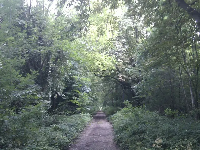 Top Plants for Effective Sound Barriers Against Traffic Noise from Active Roadways