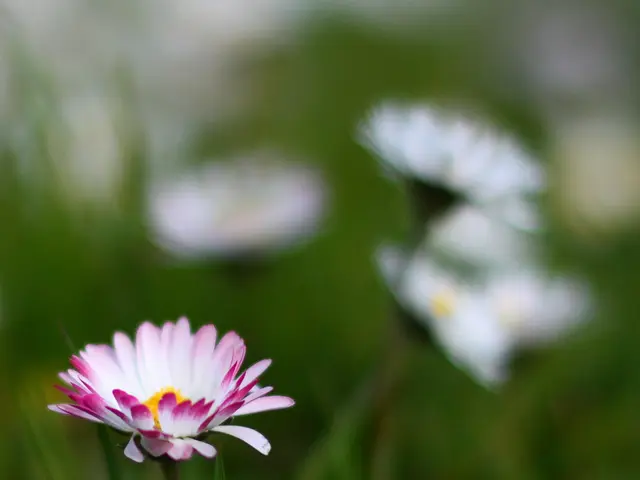 Crocosmia bloom problems: identified causes and solutions for lacking flowers on your crocosmia...
