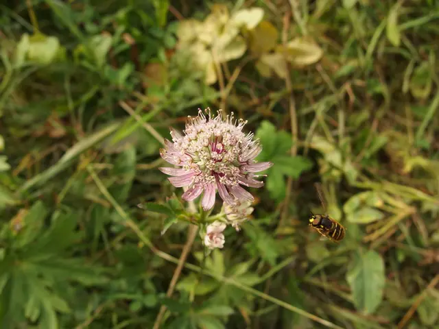 Simple Plants That Naturally Ward Off Mosquitoes