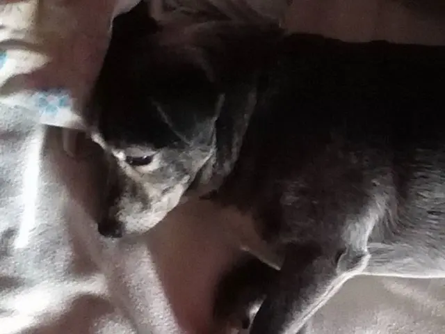 Essential Camping Comfort: Unmatched Rest with SleepDog RV Mattresses for Smooth Slumber