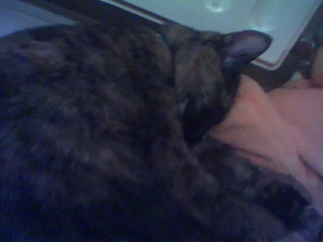 Secure your house from feline intrusions in a dozen hassle-free methods