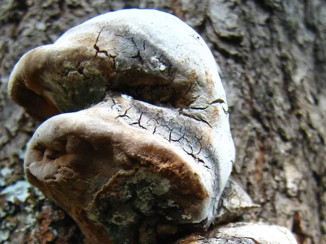 Three entities are wreaking havoc in your garden, eradicating moss, moss fungus, and lichen from...