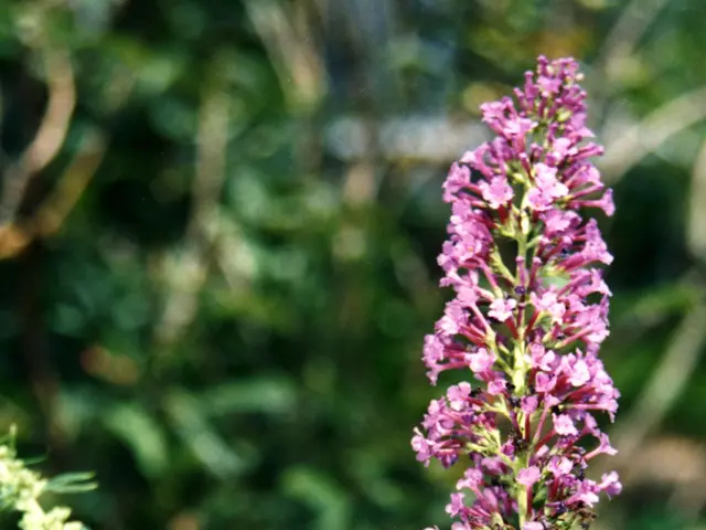 Transform Your Backyard into an Official Pollinator Sanctuary: Follow the Pollinator Garden...