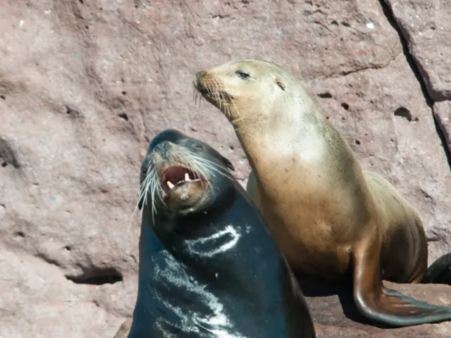 Review of Patagonia's Granite Crest Rain Jacket