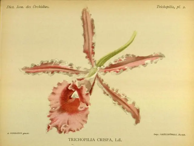 Oil Pastel Blossom Sketching Tutorial: A Detailed Sequence