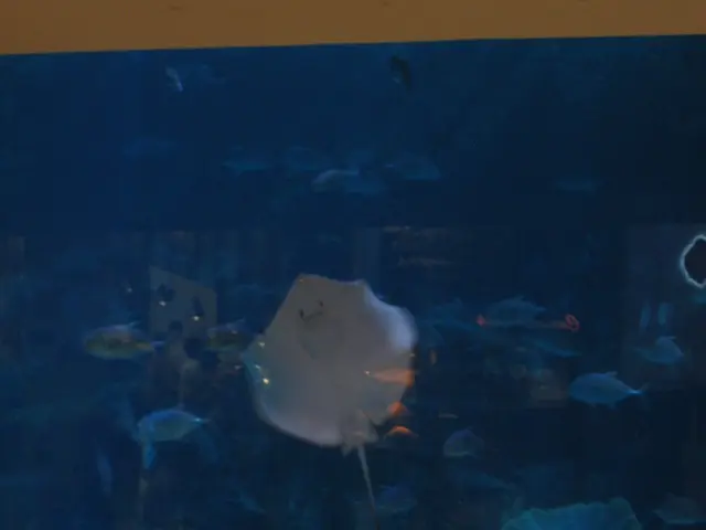 Expensive Quality Skimmer of Ultra Reef Borei - Affordable Luxury in Aquarium Maintenance