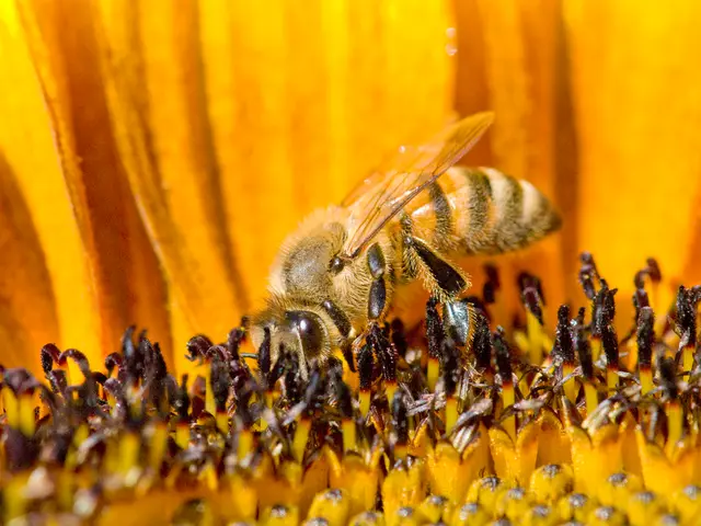 Bees Prefer Marigolds? Delving into the Aesthetic Appeal of Flowers to Insects