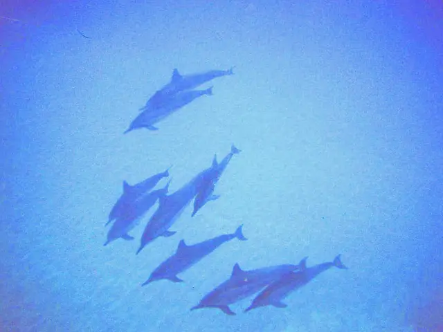 Marine Mammals Engage in Joint Activity