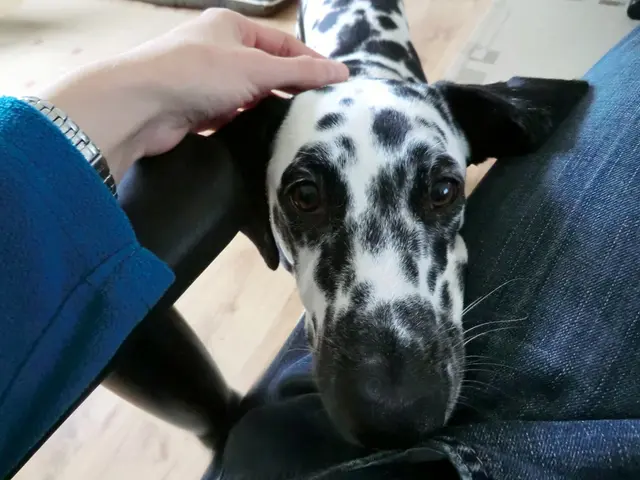 Understanding Dog Recall Training: Comprehensive Guide for Instilling Dependable Response to Call