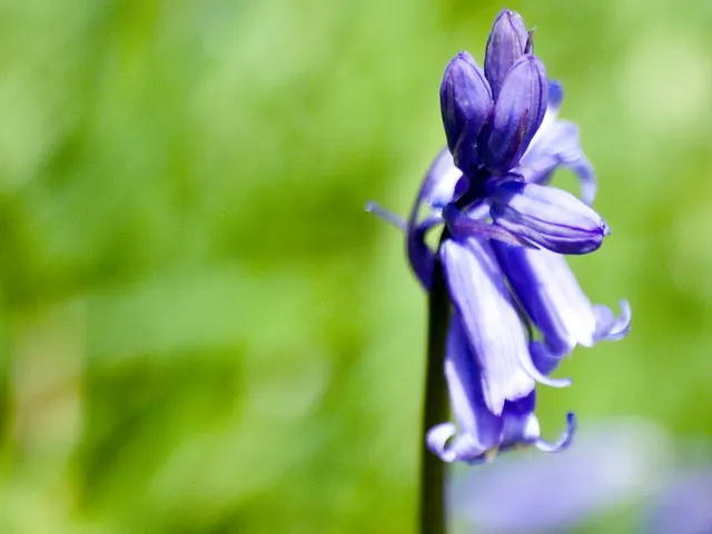 Crocosmia flowering problems: Uncovering 5 typical causes and solutions for barren blooms