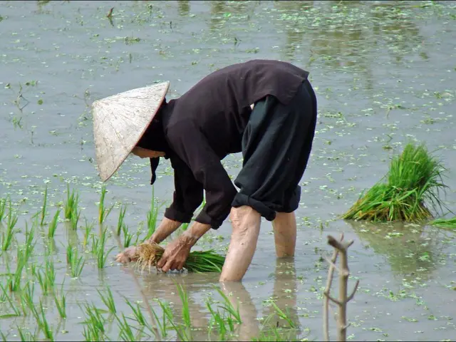 Strategies for a Flourishing Garden: Minimizing Weekend Commitments