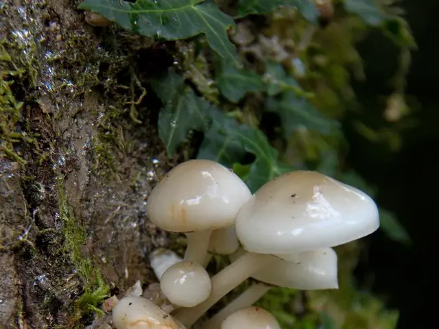 Nurturing mycology in permaculture: An organic guide to cultivation