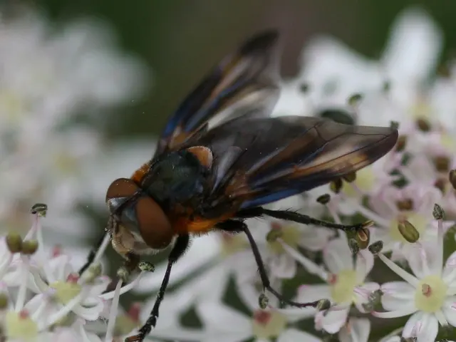 Top-rated equine insect repellents, authentically endorsed by genuine horse owners
