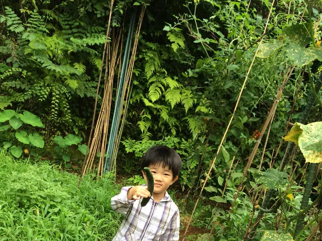 Revised after two weeks: A proven method for preserving crisp cucumbers