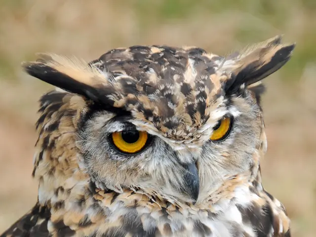 Which avian contender might claim the title of Bird of the Year in 2025? - Certain contenders...