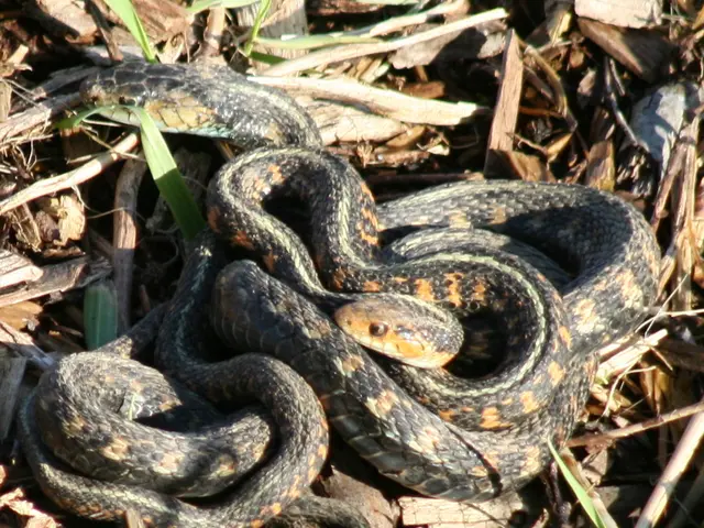 Hiker succumbs to snakebite following deliberate handling of rattlesnake in a Tennessee park