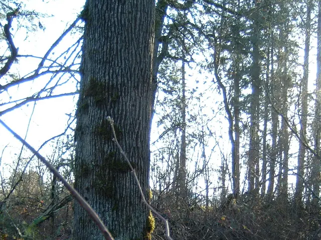 Growing Hydrangea Trees: A Comprehensive Guide to Planting Tree Hydrangeas