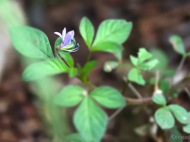 Nurturing Prayer Plants: A Simplified Walkthrough to Soil Prosperity
