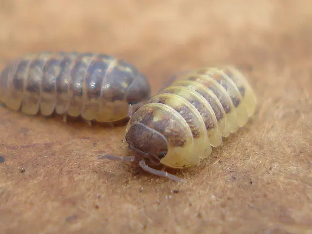 Summer in Germany: Strategies for Managing Wasps, Fruit Flies, and Mosquitoes