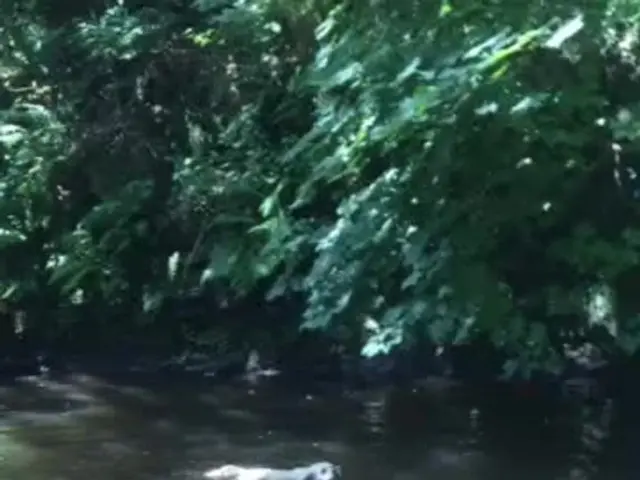 City of Amsterdam allocate €100,000 for initiatives aimed at enabling strayed cats to escape canal...