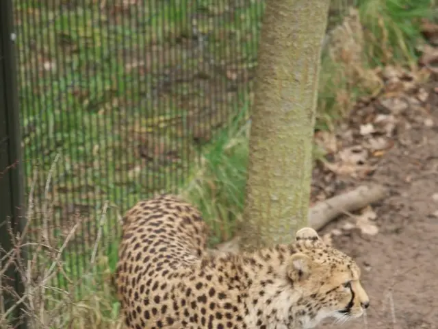 Managing and Combatting Spanish Needle Weeds: Practical Guidelines for Control