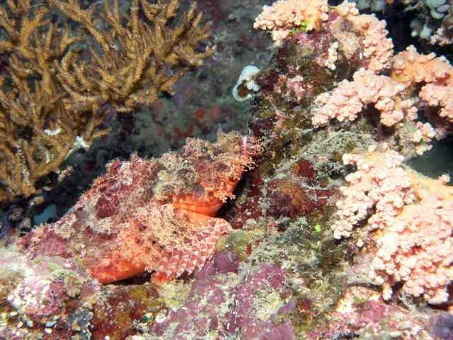 Summer's shining beacon on Île de Ré: Unveiling the advantages of the salt flower in...