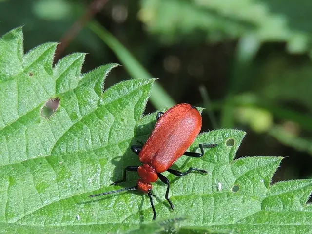 Aluminum Foil: Effective Repellent for Flies, Mosquitoes, and Various Irritants - Interesting...