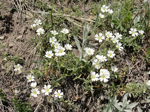 Understanding White Campion and Strategies for Controlling White Campion Weeds