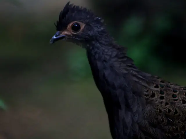 Challenging Autumn Period Poses Challenges for Birds - Employ these 6 Crucial Feeding Strategies to...