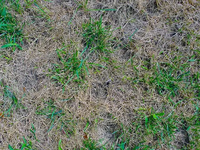 Managing Tall Fescue: Techniques for Suppressing Tall Fescue Weeds