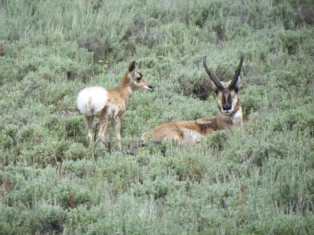 "Thousands of reviews claim a motion-activated sprinkler, retailing at $49, is the sole effective...