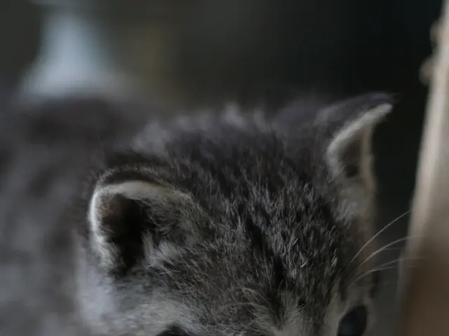 Spot the Dissonant Feline: Which Miniature Cat Stands Out?