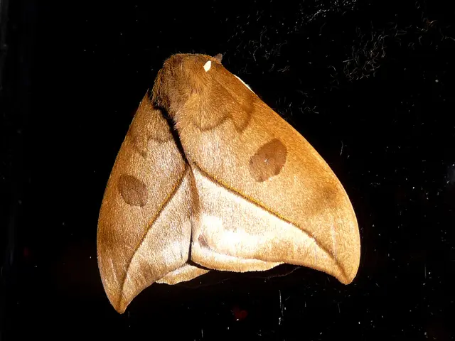 Summer Enhancement through Electronic Insect Destructor promises a Thousandfold Improvement