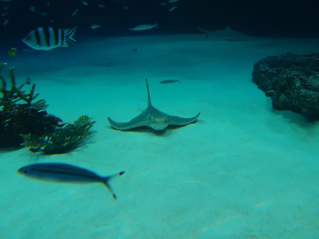 Exploring the underwater wonders of our locale, the divers of Nizhny Novgorod reveal the hidden...