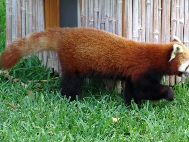 Red Panda Activity Day at the Green Zoo