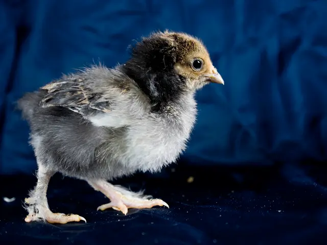 Expansion of Chick-fil-A: 7 New Outlets Now Operational and Serving Customers