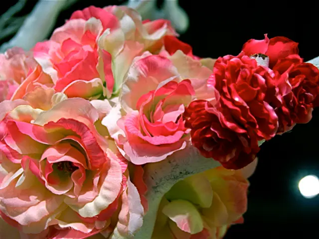 Radiant Duality of Rose Jumilia in Two Shades