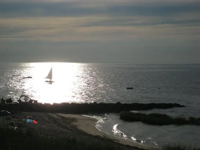 Guide to Growing Sea Grapes Coastally - Suggestions for Cultivating Coastal Sea Grapes