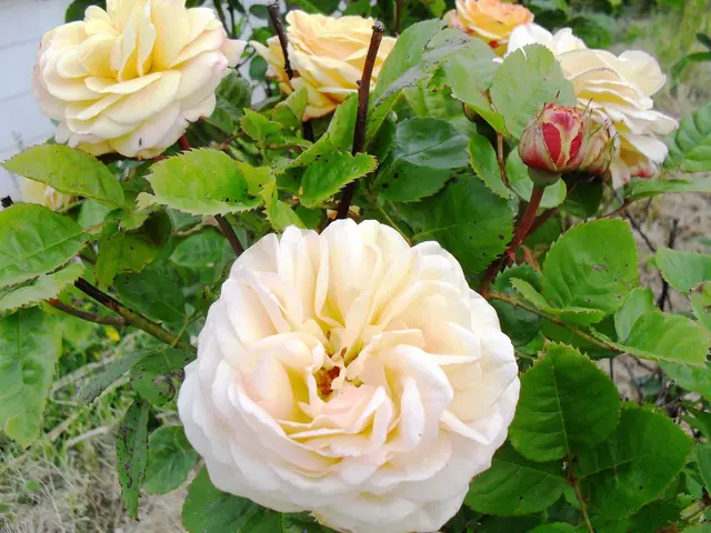 Garden Pests to Keep an Eye On: A Guide to Recognizing Diverse Weeds in Your Yard