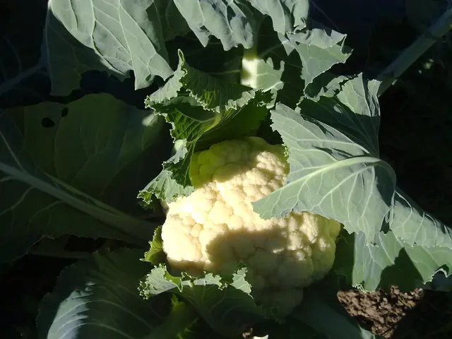 Guide for Freezing Cauliflower Correctly