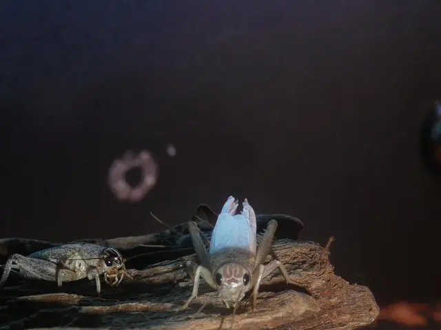 Countermeasures for Oak Borer Beetles