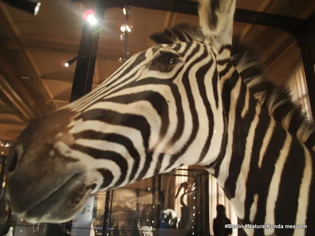 In this image I can see a zebra and text. In the background I can see lights on a rooftop, metal...