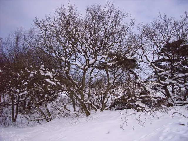 In this picture we can see a few twigs in the snow. There are a few plants covered with the snow...