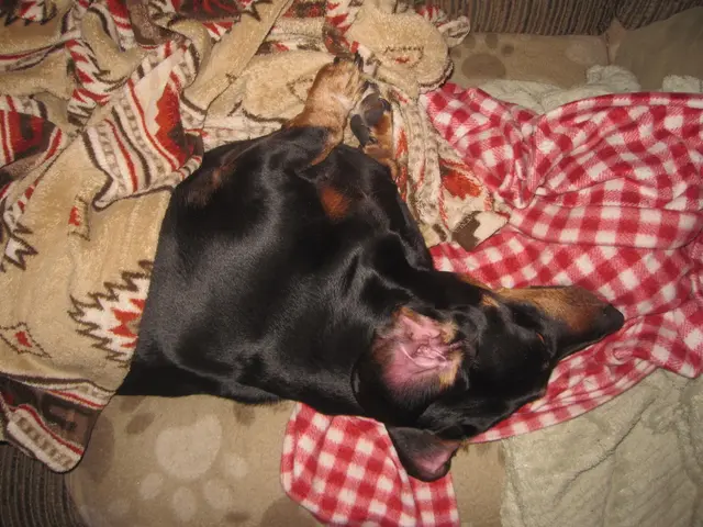 In the image we can see there is a dog lying on the sofa and there is a blanket and bedsheet.