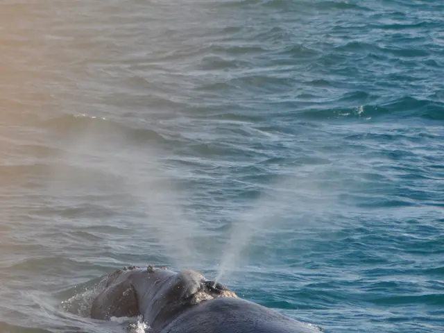 In this picture I can observe a whale swimming in the water. In the background there is an ocean.
