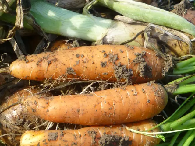 In the picture we can see some carrots which are in the roots and some mud particles on it.